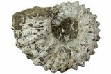 Bumpy Ammonite (Douvilleiceras) Fossil - Madagascar #224587-1